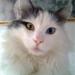 Kattesprog