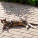 Flytning med kat