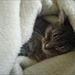 Mine katte er evigt sultne!!