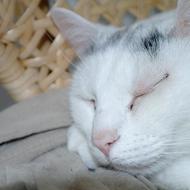 Jeg elsker mit kattepus