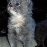 NINNER - *stampebakken* .