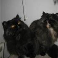 Judith Kobbeltvedt M