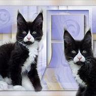 Marjolein Maine Coon