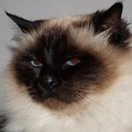 Møllerhuset - CIlia