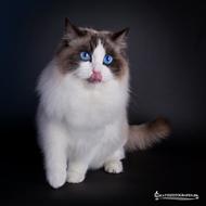 Camilla M - Killinger til salg