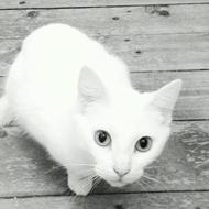 Sofie E