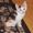 susanne n