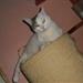 katten tisser