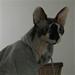 HVilket foder giver i jeres Sphynx ?
