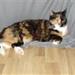 Katten tisser i vores søns seng
