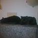 Ny misse ven til min han kat 