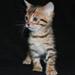 min kat tisser