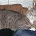Sammenføring af 2 British Shorthair hunner