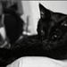 Død kat/killing Helsingør