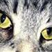 Katte er topklasses underholdning