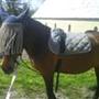 lene h
