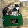 Kitte L