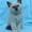 Paw p