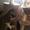 cecilie h