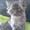 helle Elise N