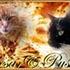 betina n