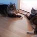 Lære katten at hoppe over babygitter