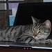 Vil gerne have naboens kat