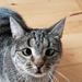 Konkurrence - mest afslappede kat 