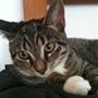 Besha :