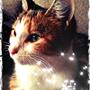 Cats Queen H