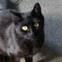 sissel p