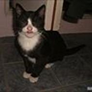 Batman du er savnet :' (