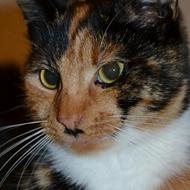 *-: Rikke og Tiger:- *