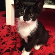 * Chrille og prinsesse Latika *