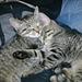 Kattens sorg
