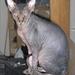 foder til Sphynx