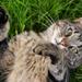 Hjælp, katten ændrer adfærd og ter sig mærkeligt