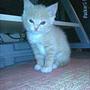 Furkan Y