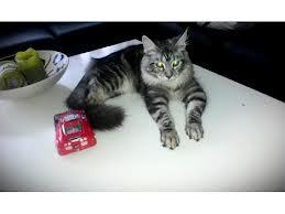 main coon hun killing ændre adfærd