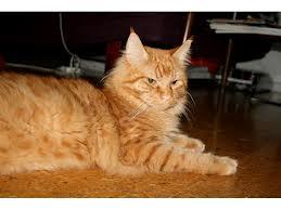 Spotted eller makrel tabby?