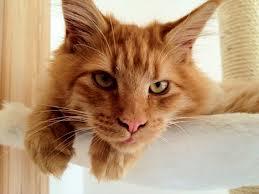 Her bor jeg - Maximus