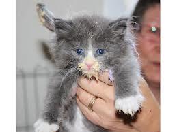 Nye billeder af alle 3 kuld :)