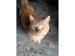 Kære alle katte elsker, jeg hedder hr mjevs