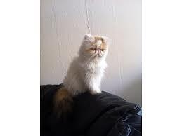 hvad skal en perser veje?