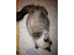 gæt antal killinger