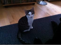 Min kat er væk!! :'(