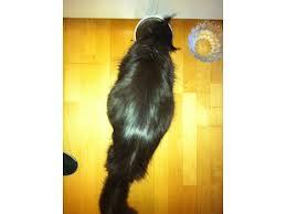 Antal killinger - gætteleg :)