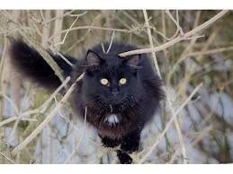 Efterlysning: Norsk skovkat!