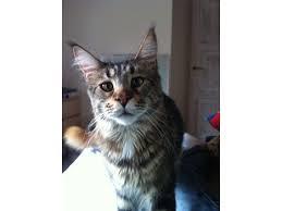 EFTERLYSNING MAINE COON HORSENS