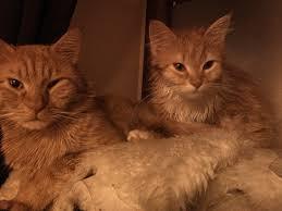 Min kat vil ikke spise andet end tørfoder :/